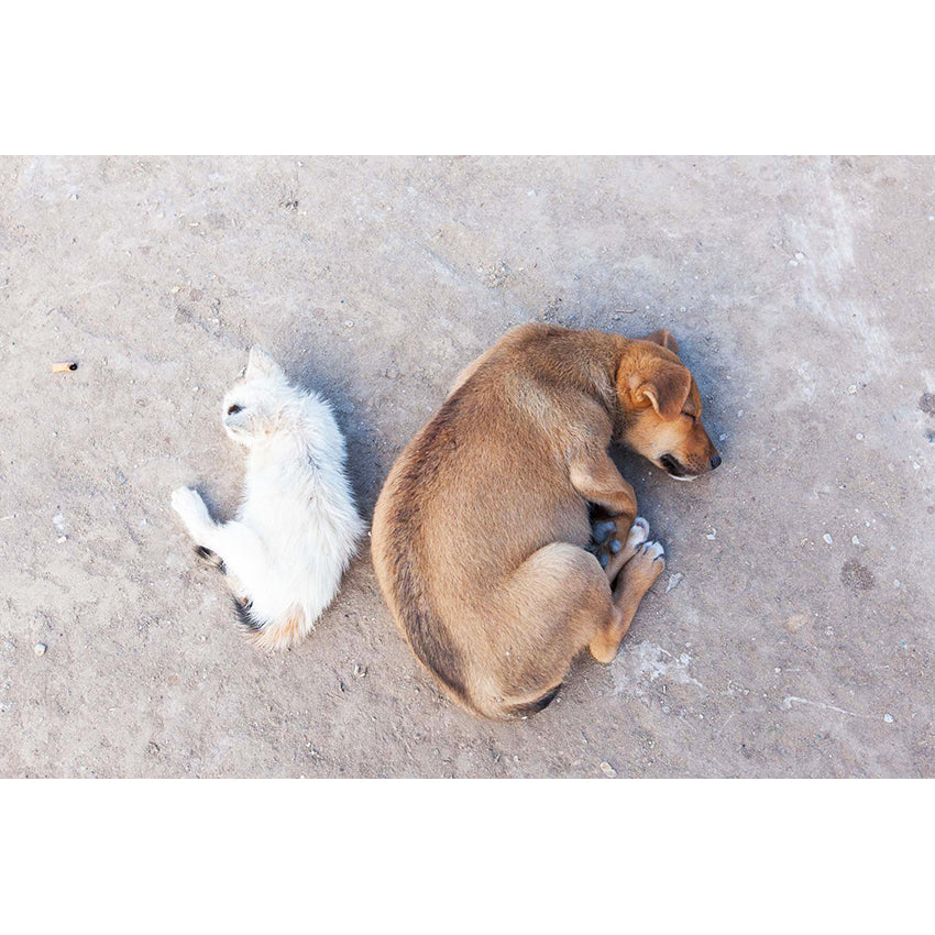 Fez Photographic Print II